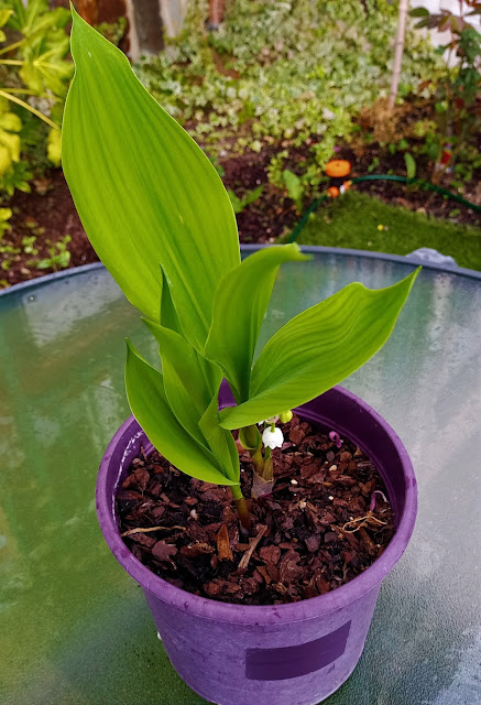 Lirio de los valles o Muguet (Convallaria majalis L.).