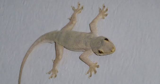 Primbon Jawa Primbon Jawa Kejatuhan Cicak