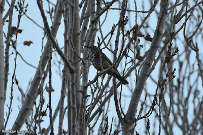 Griva (Turdus viscivorus)