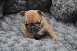 Régine, chiot bouledogue francais