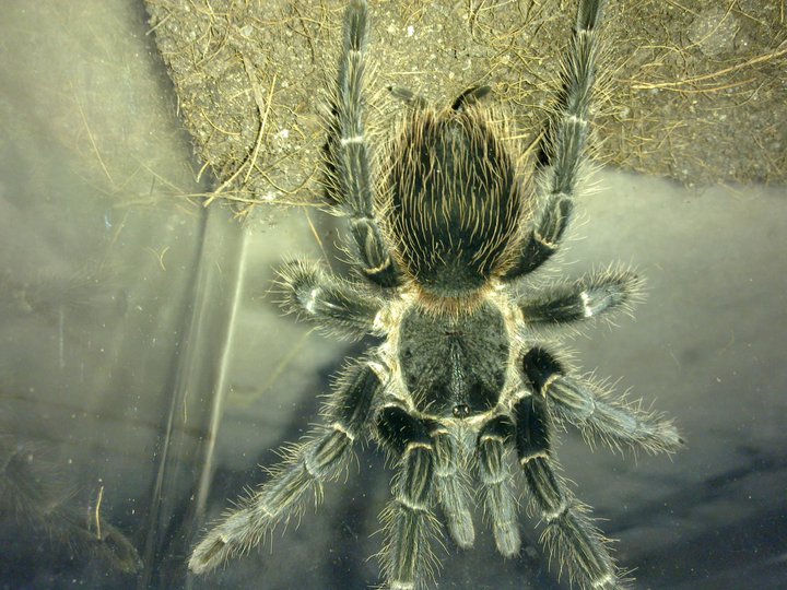 Exotic Wonderland TARANTULA FOR SALE
