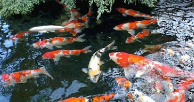 Struktur Kolam Koi : MENEMUKAN KEMBALI KESEGARAN TAMAN KOLAM KOI DENGAN