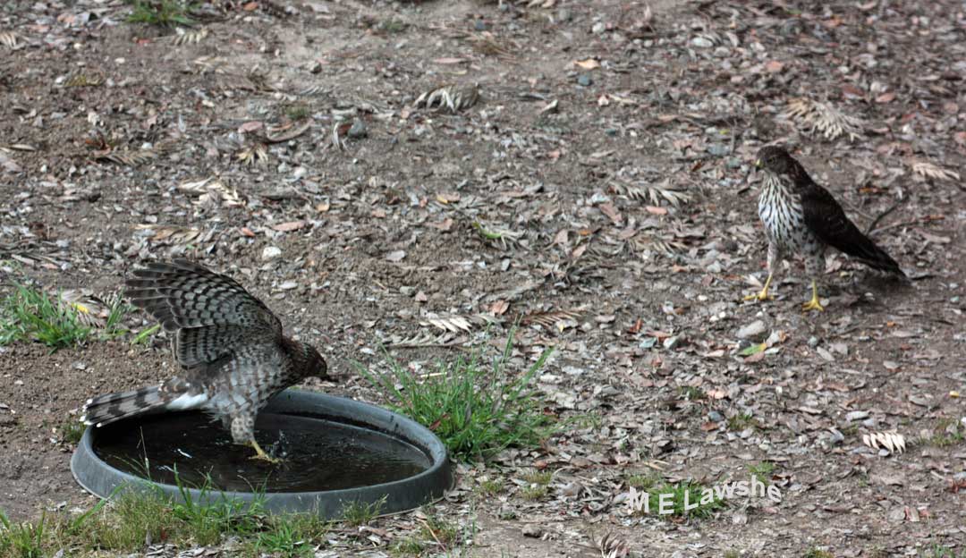 Animalbytes Juvenile Cooper S Hawks Staying Cool