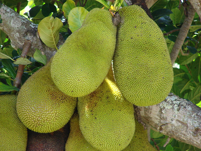 National Fruit Of Bangladesh Bangladesh Information
