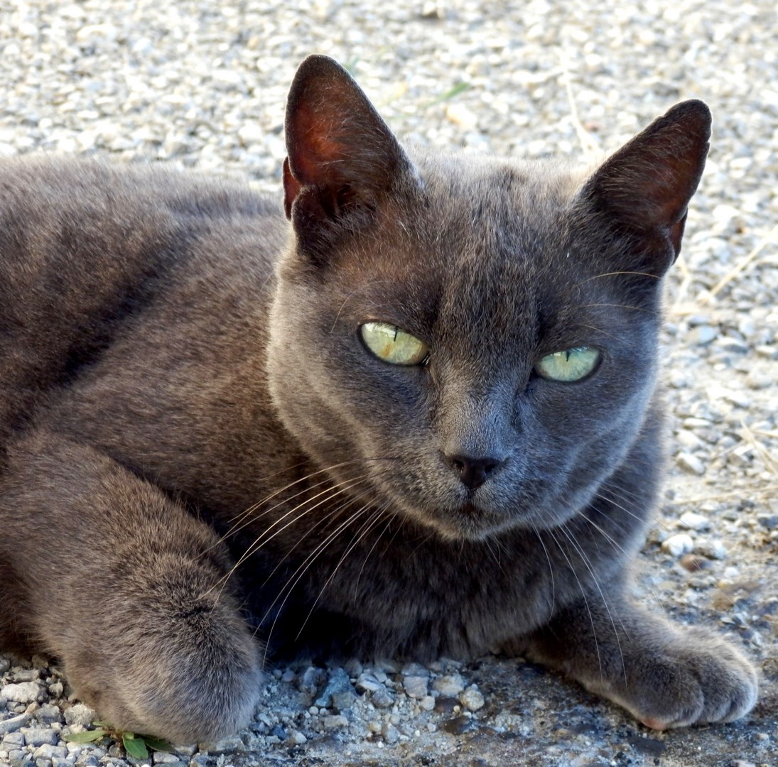 Saint Brice Info Rt Le Chat Ce Cœur Entoure De Poils Tulipe