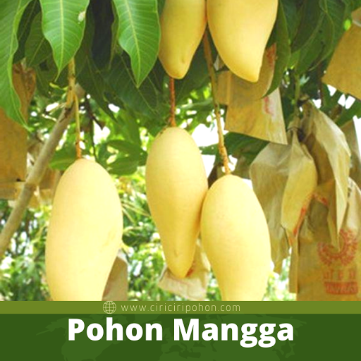 Pohon Mangga