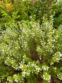 calamint