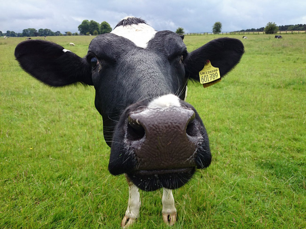 الحيوانات في الصور