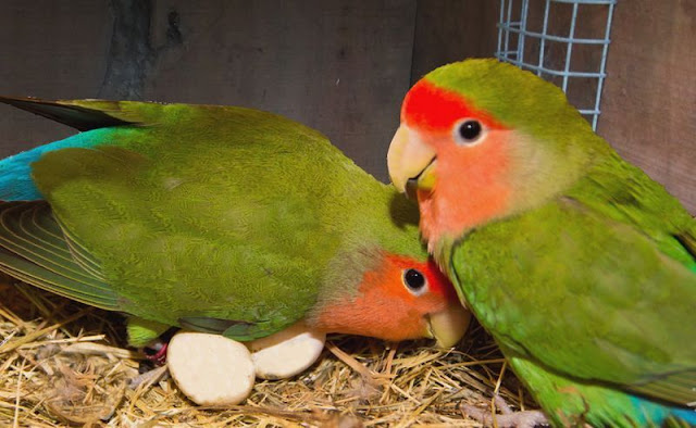 Trik Cepat Sukses Budidaya Burung Lovebird Trik Cepat Sukses Budidaya Burung Lovebird