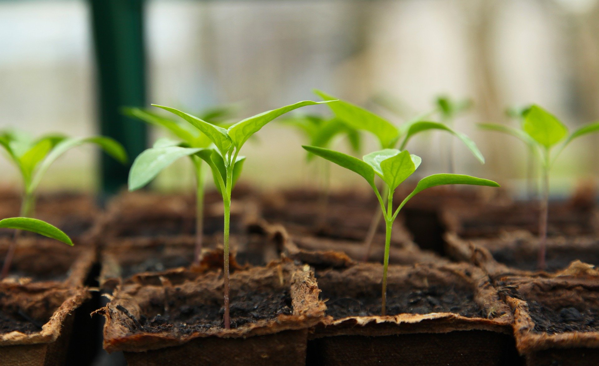 Planting Vegetables