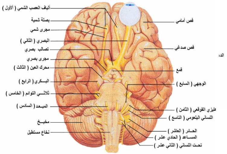 الخلايا العصبية الحركية تقوم بنقل السيالات العصبية من أعضاء الحس إلى الدماغ
