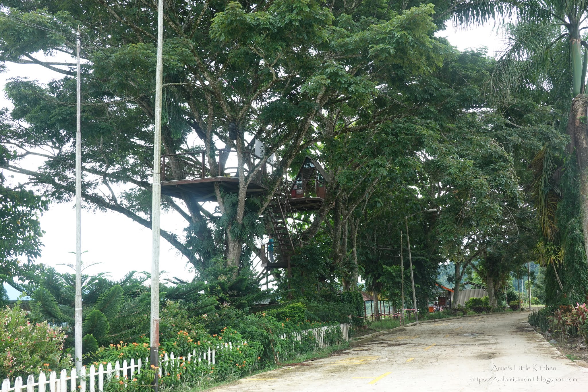 Sabah Tea Garden - Amie's Little Kitchen