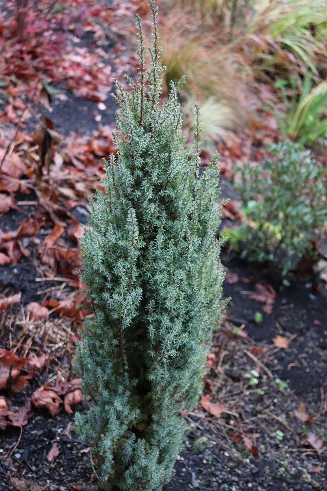 Plant Inventory At 20 Timothy Picea Pungens Dwarf Blue Spruce