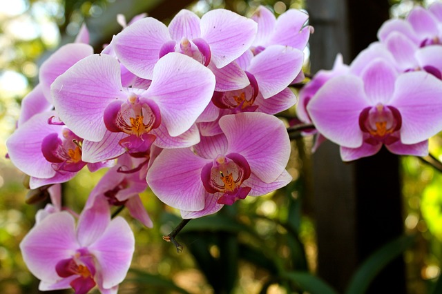 Cantinho verde - horta e jardim: Como Cuidar a Orquídea Phalaenopsis