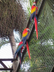 Three Scarlet Macaws, Parque Nacional Summit