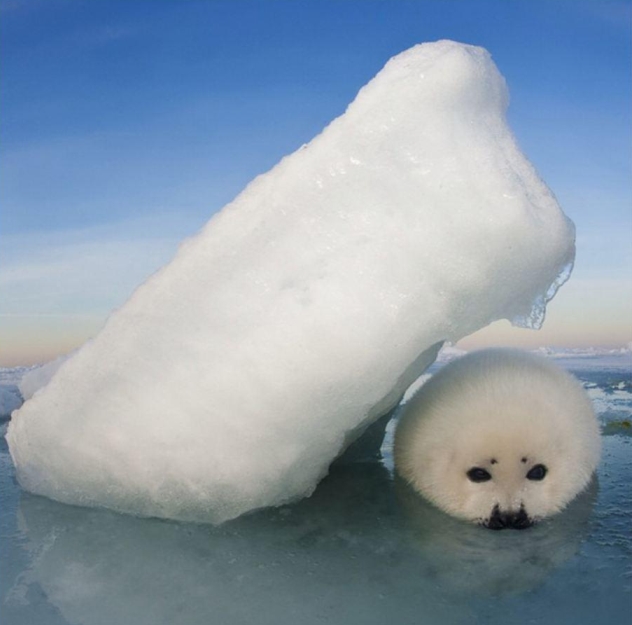 White Wolf Baby Seal Tests The Water On First Swimming Lesson With