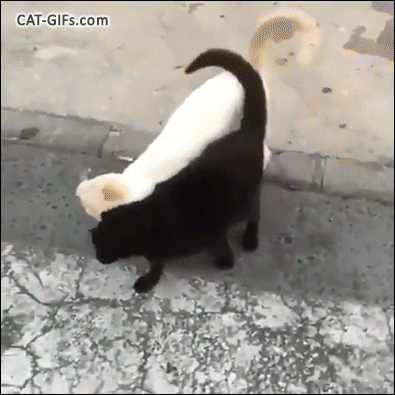 Cute Cat GIF • 2 Yin Yang feral Cats walking in the street head to head. They are in ♥ love Cute Cat GIF • 2 Yin Yang feral Cats walking in the street head to head. They are in ♥ love