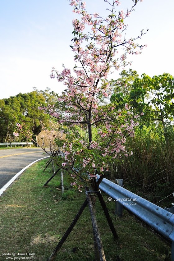 彰化 139 芬園鄉 獅子櫻花大道