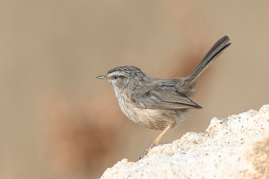 Birds of Saudi Arabia Streaked Scrub Warbler Thanoumah