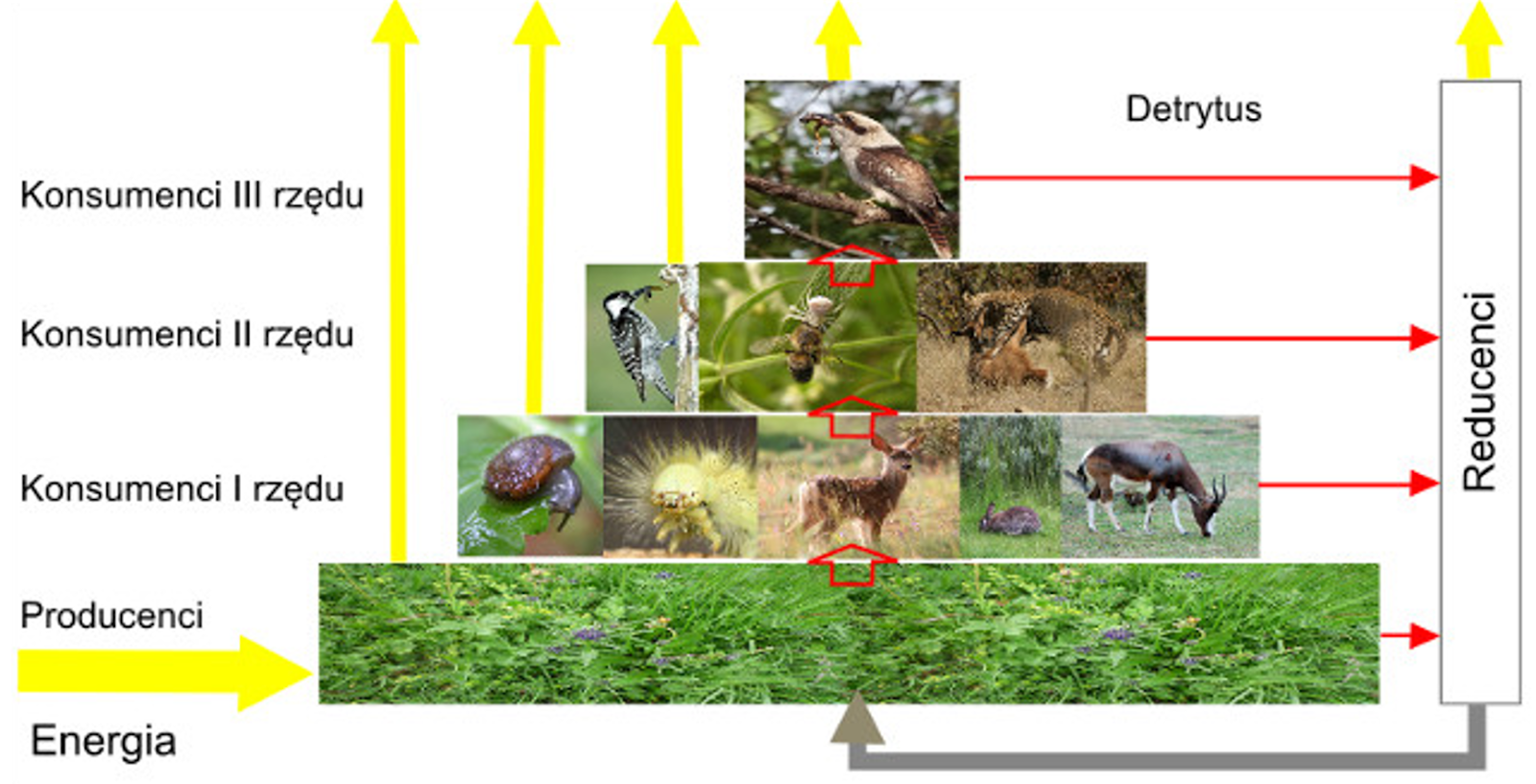 Piramida Energii W Ekosystemie Biologia klasa VIII: Materia i energia w ekosystemie.