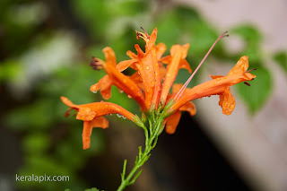 Tecoma capensis orange colour in our home garden