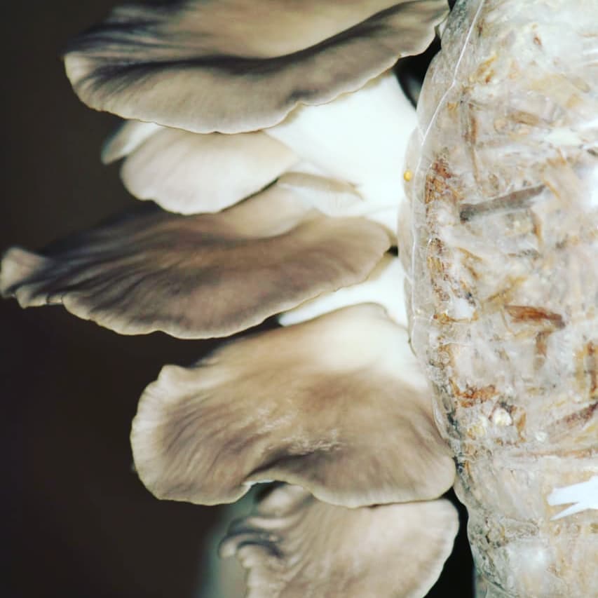 How to grow oyster mushroom in waste plastic bottle Mushroom