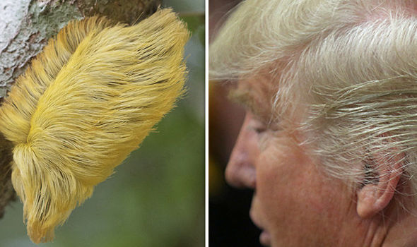 Ulat Lucu yang Mirip Rambut Donald Trump Ini, Ternyata Beracun Ulat Lucu yang Mirip Rambut Donald Trump Ini, Ternyata Beracun