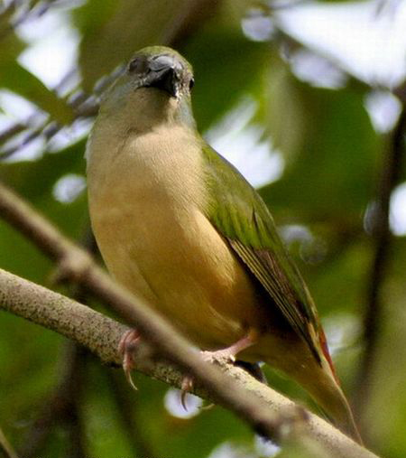 Burung Emprit Binglis: Keserbagunaan dan Kecantikan yang Unik