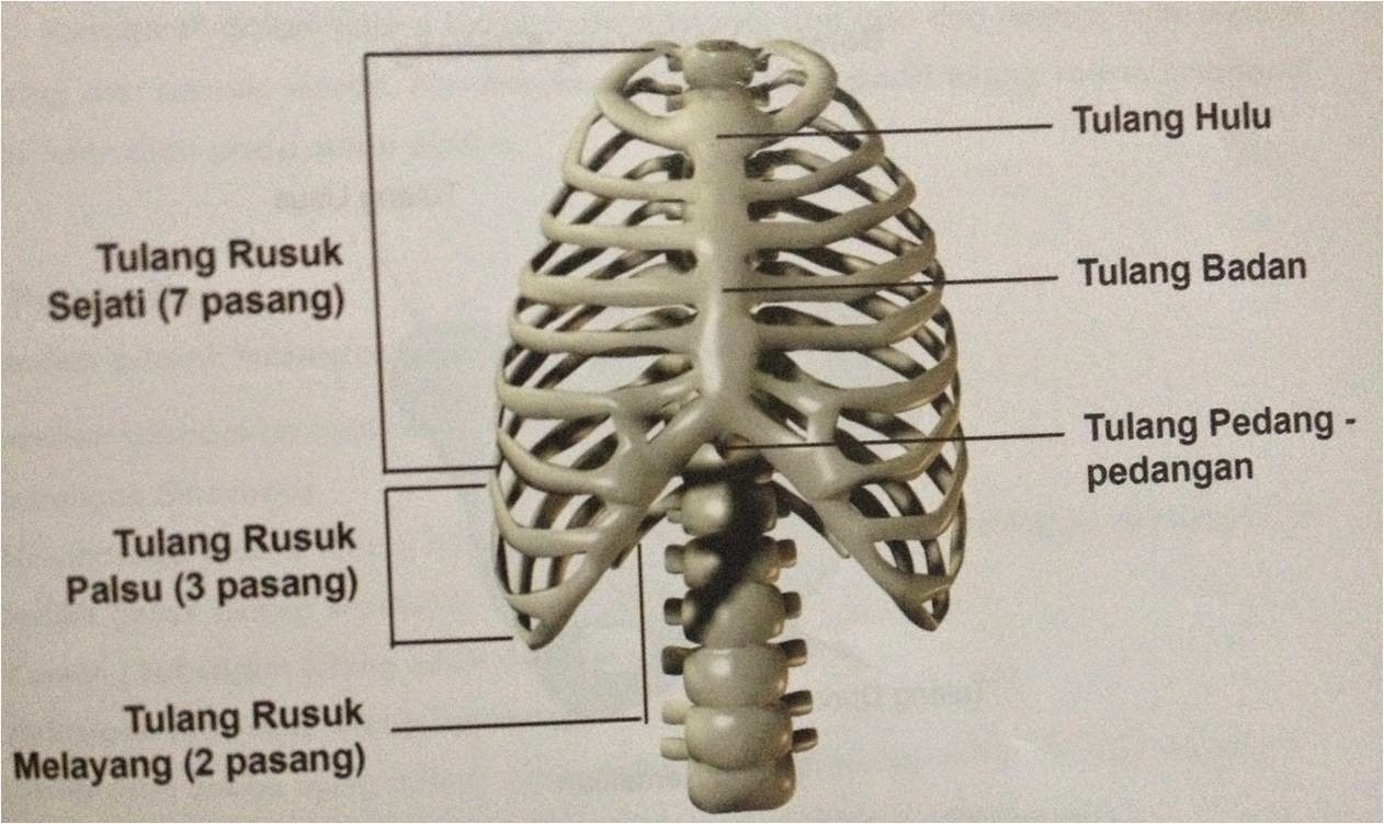 KAMPUS FARMASI: OTOT, TULANG DAN SENDI