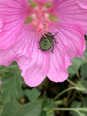 Green shield bug nymph Green shield bug nymph