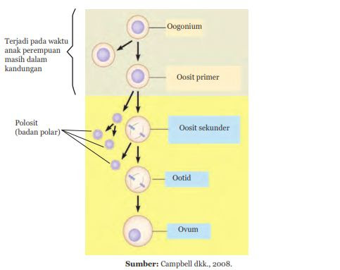 Pada proses pembentukan sel telur sel-sel oogonium akan membentuk oosit primer melalui pembelahan