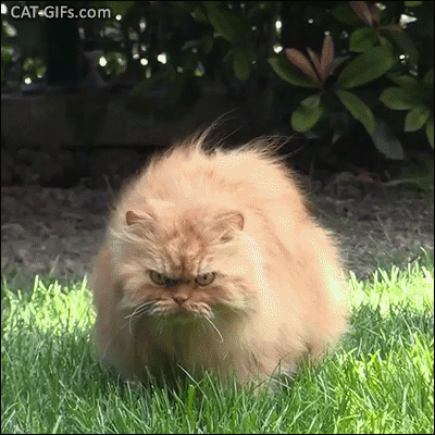 Funny Cat GIF • Garfi the angriest Cat Hunting mode activated haha such a funny looking face. Funny Cat GIF • Garfi the angriest Cat Hunting mode activated haha such a funny looking face.