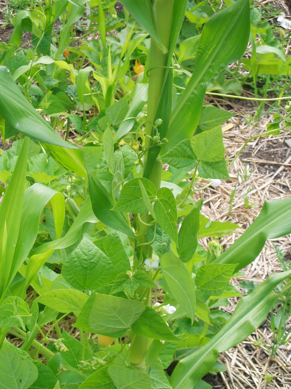 Williams Sustainable Garden Project Three Sisters Corn, Beans, and Squash