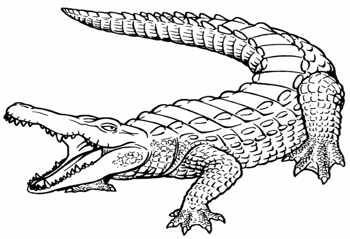 Schöne Dinge Alligator Malvorlagen Schöne Dinge Alligator Malvorlagen
