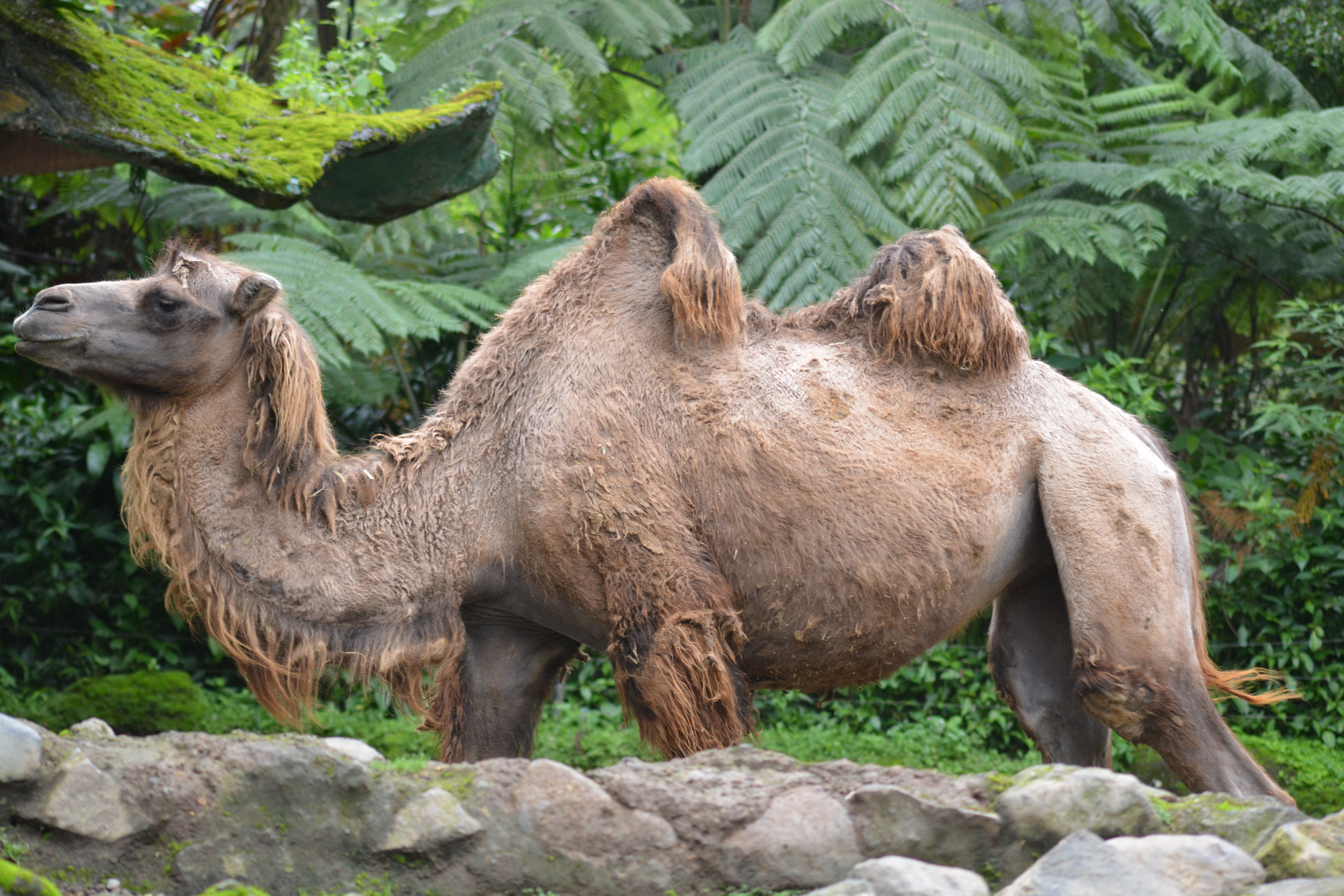 Unta Berpunuk Dua Camelus Bactrianus Atau Unta Bactrian Hewan Padang Pasir Yang Berwajah Ramah Planter And Forester