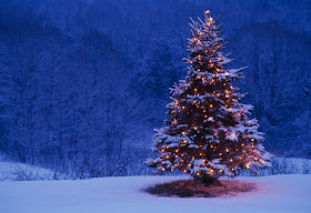 Photos of Christmas Trees in snow