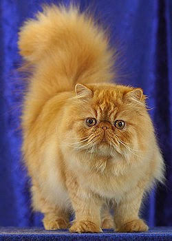 gato-persa-raza-caracteristicas