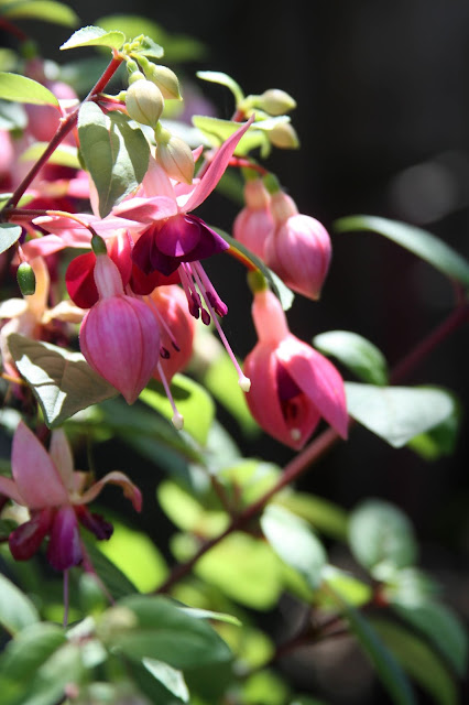 garden, fuchsias, flowers, spring, Anne Butera, My Giant Strawberry