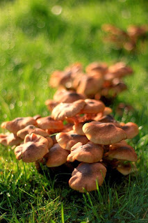 mushrooms in the grass, raindrops