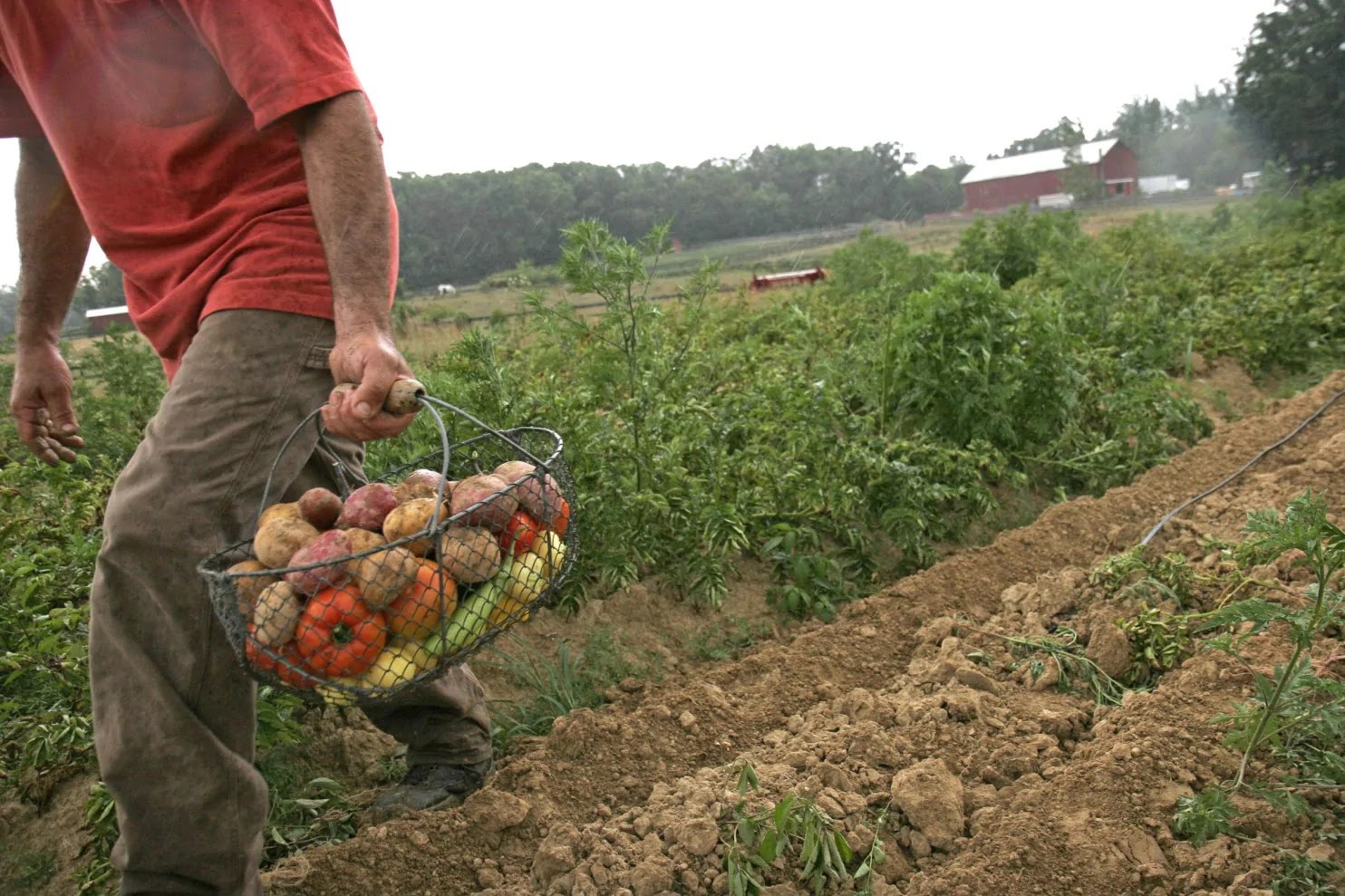 Multiple Vegetables Farm Workers Needed At Cooper's CSA Farm APPLY