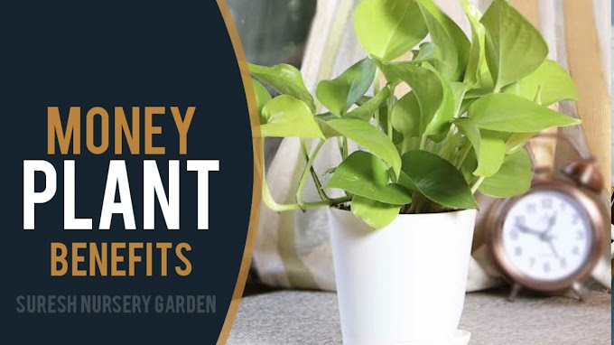 Why Money Plant is Called Money Plant?