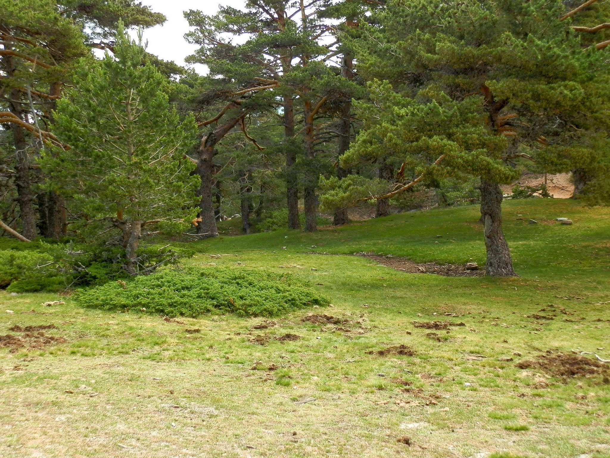 Cerro Ventoso