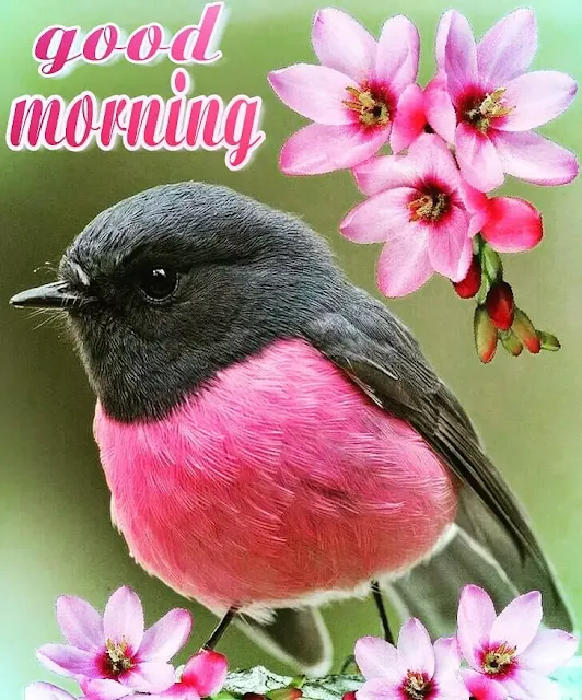 images of beautiful good morning