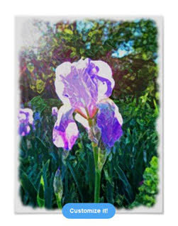 "Sunlit Iris" artistically edited iris photo Poster