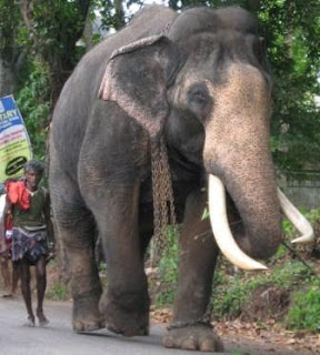 Tusker_size.JPG