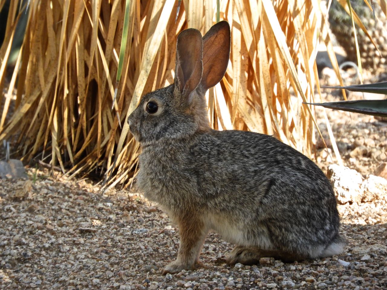 Phoenix Daily Photo Rabbits....Real and Fake