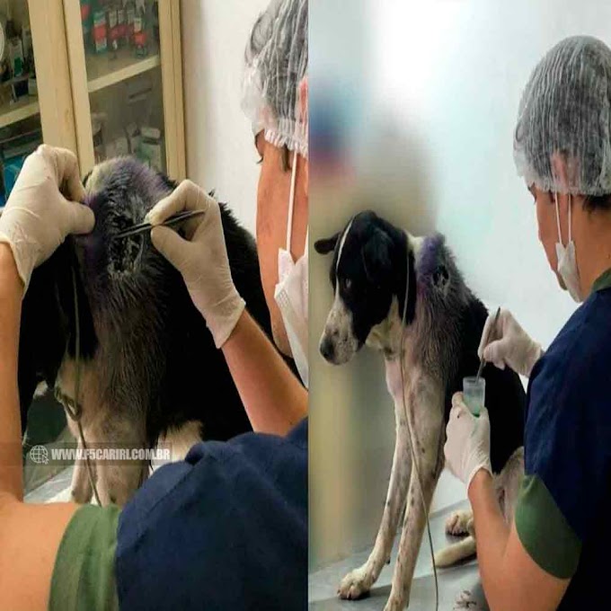  Cachorro com ferimento grave busca clínica veterinária no interior do Ceará; veja vídeo