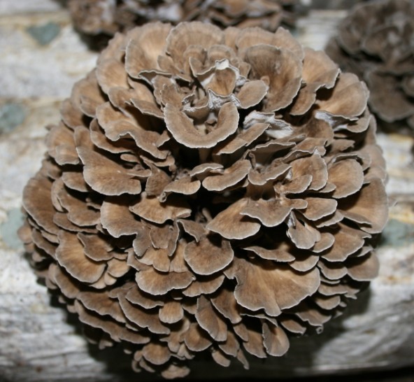 Maitake Mushroom