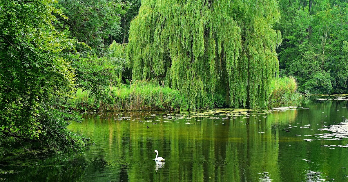 Las plantas y sus usos Usos medicinales de la corteza de sauce