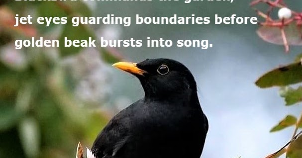 A POEM A DAY BLACKBIRD